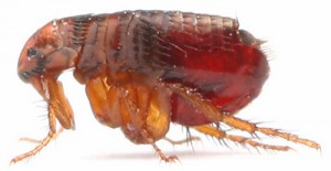 Основною особливістю, завдяки якій можна розпізнати комаха, є наявність відполірованого тільця, що має вузьку фактуру, приплющену з боків