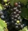 Зелені і червоні сорти винограду поширені набагато ширше, ніж чорний виноград, який нітрохи не поступається їм до смаку і поживними властивостями