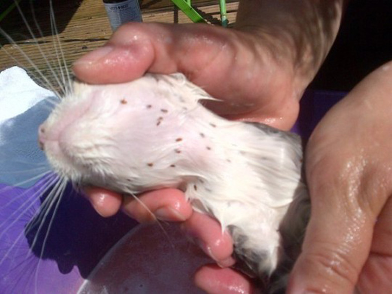 Обстежуйте домашніх тварин