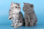На нижній фотографії - кіт не агуті, він же - блакитний солід