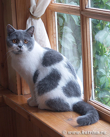 Породи двоколірних кішок   Найпопулярнішою породою кішок-біколор є британська